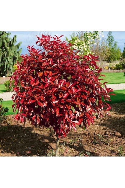Photinia  fraseri Red Robin